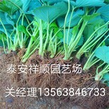 奶油草莓苗上车多少钱奶油草莓苗什么时间成熟图片4