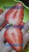 丰香草莓苗怎么防止病害丰香草莓苗种植利润