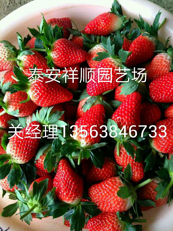 出售红颜草莓苗、红颜草莓苗怎么种