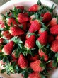 白雪公主草莓苗附近哪里有白雪公主草莓苗种植方法及时间