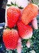 白雪公主草莓苗几月份结果白雪公主草莓苗批发低价