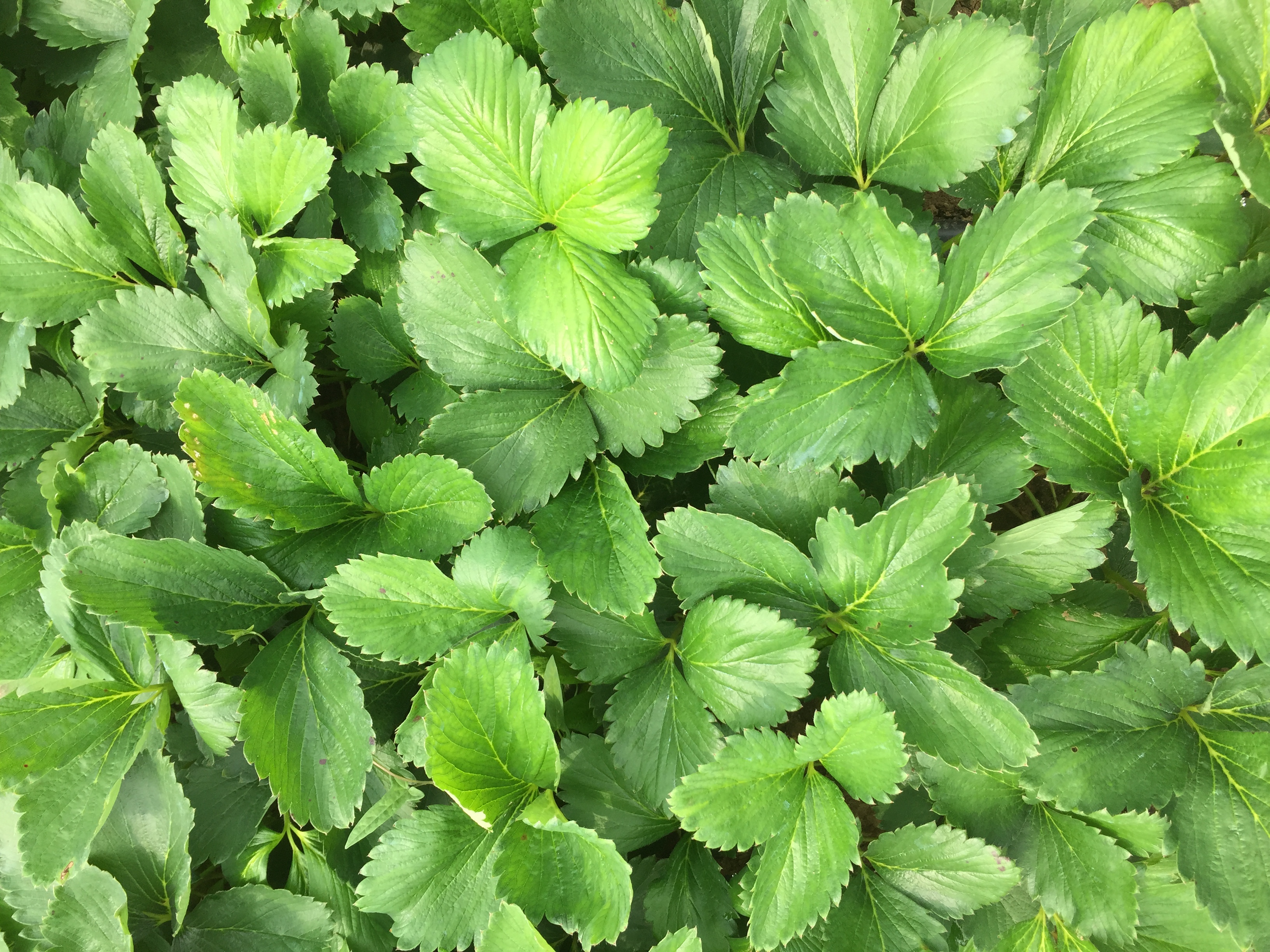 新品种温室草莓苗、温室草莓苗种植