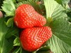 附近哪里有大棚草莓苗、大棚草莓苗什么时候种植成活率高