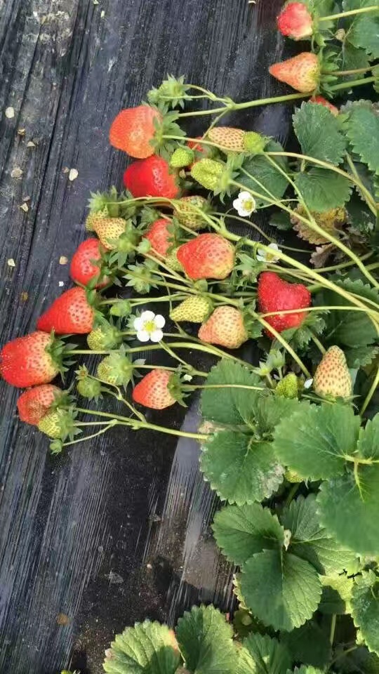 2018年全草莓苗、全草莓苗新品種