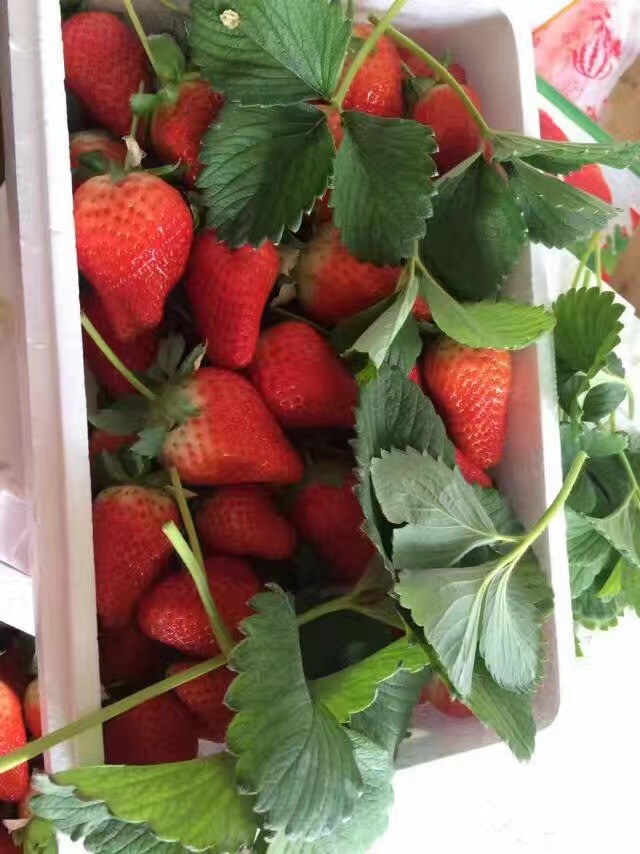 新品种温室草莓苗、温室草莓苗小苗育苗