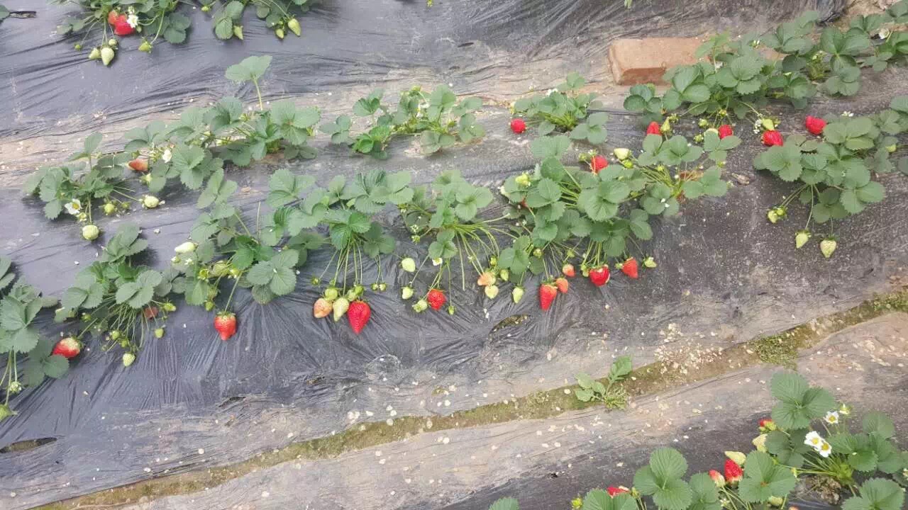 附近哪里有枥女草莓苗、枥女草莓苗栽培与种植