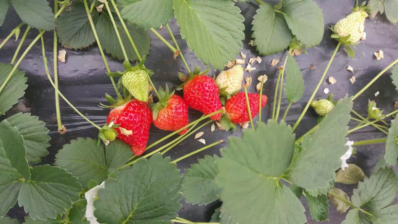 红颜草莓苗品种介绍红颜草莓苗什么价格