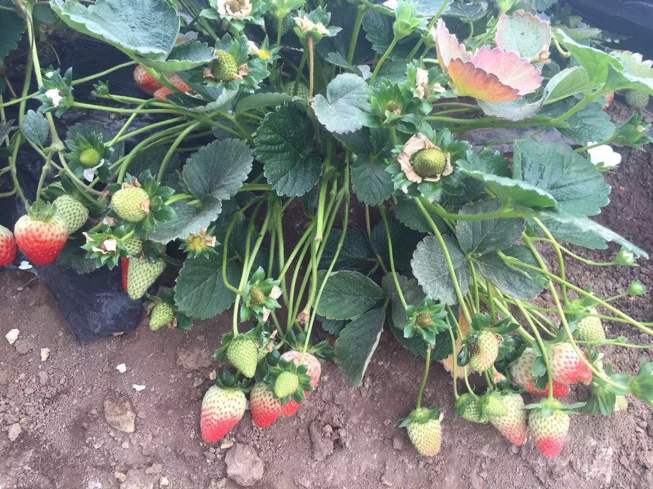 红颜草莓苗品种介绍红颜草莓苗什么价格
