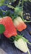 四季草莓苗栽培与种植技术四季草莓苗几月份种植好图片