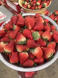 丰香草莓苗好吃吗丰香草莓苗什么时间成熟图片5