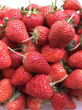 哪里出售暖棚草莓苗日常管理方法