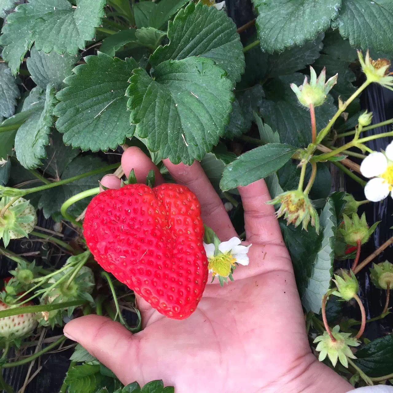 红颜草莓苗一年结几次果红颜草莓苗种植利润