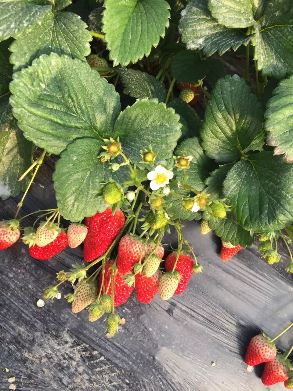 全草莓苗日常全草莓苗图片