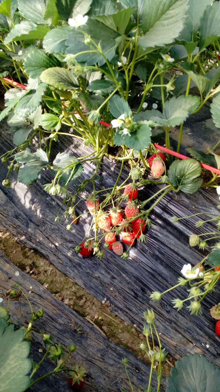 新品种丰香草莓苗、丰香草莓苗一亩地栽多少棵