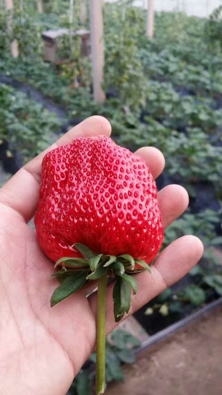 新品种温室草莓苗、温室草莓苗亩产量
