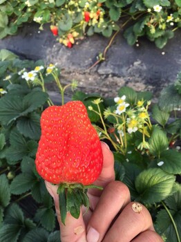 大棚草莓苗日常管理方法
