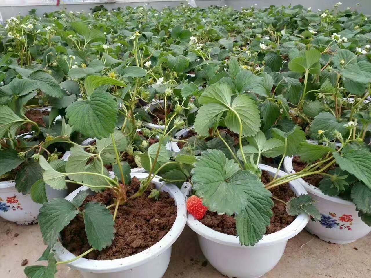 2018年甜宝草莓苗、甜宝草莓苗种植技术