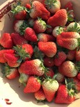 山东大棚草莓苗、大棚草莓苗批发图片5