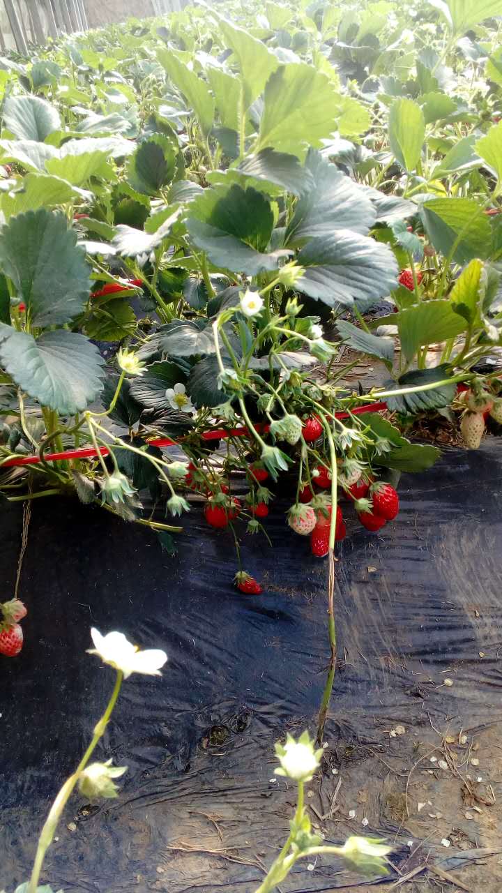 山東溫室草莓苗、溫室草莓苗新品種研發