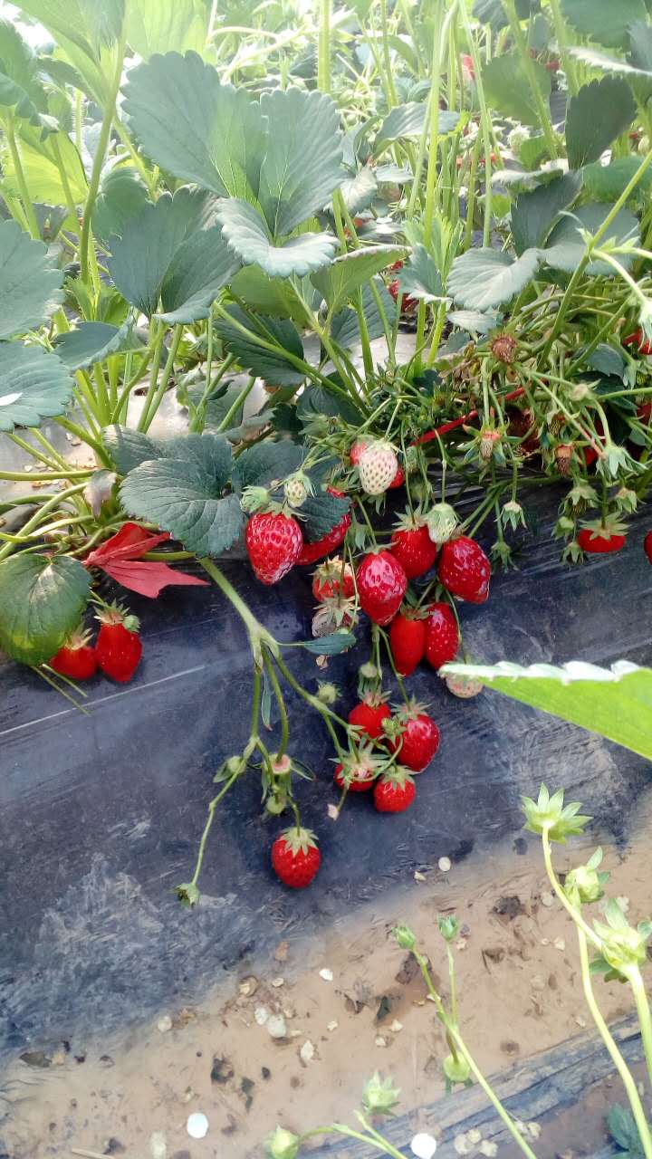 新品种丰香草莓苗、丰香草莓苗一亩地栽多少棵