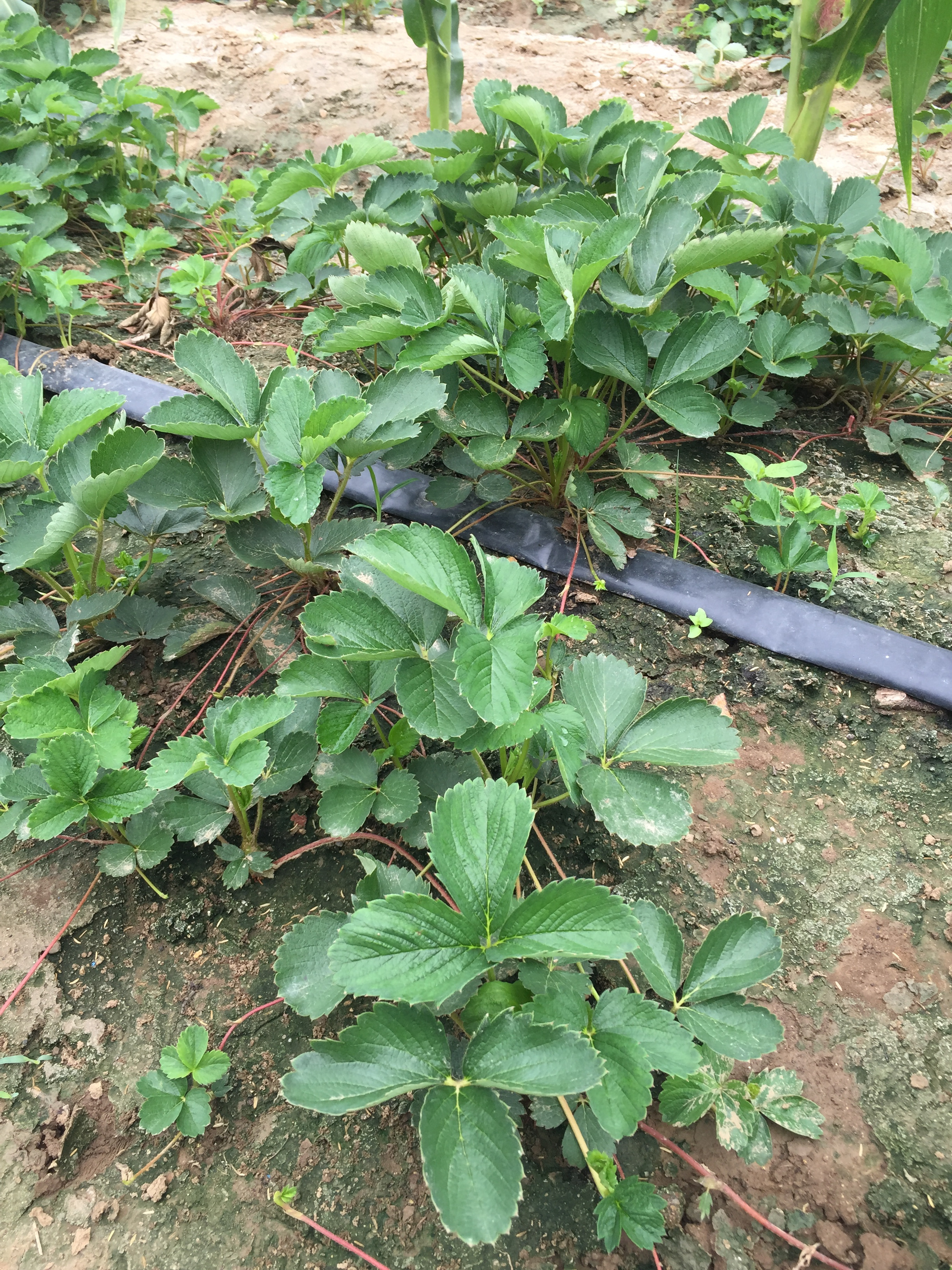 枥女草莓苗栽培与种植技术枥女草莓苗一颗多少钱