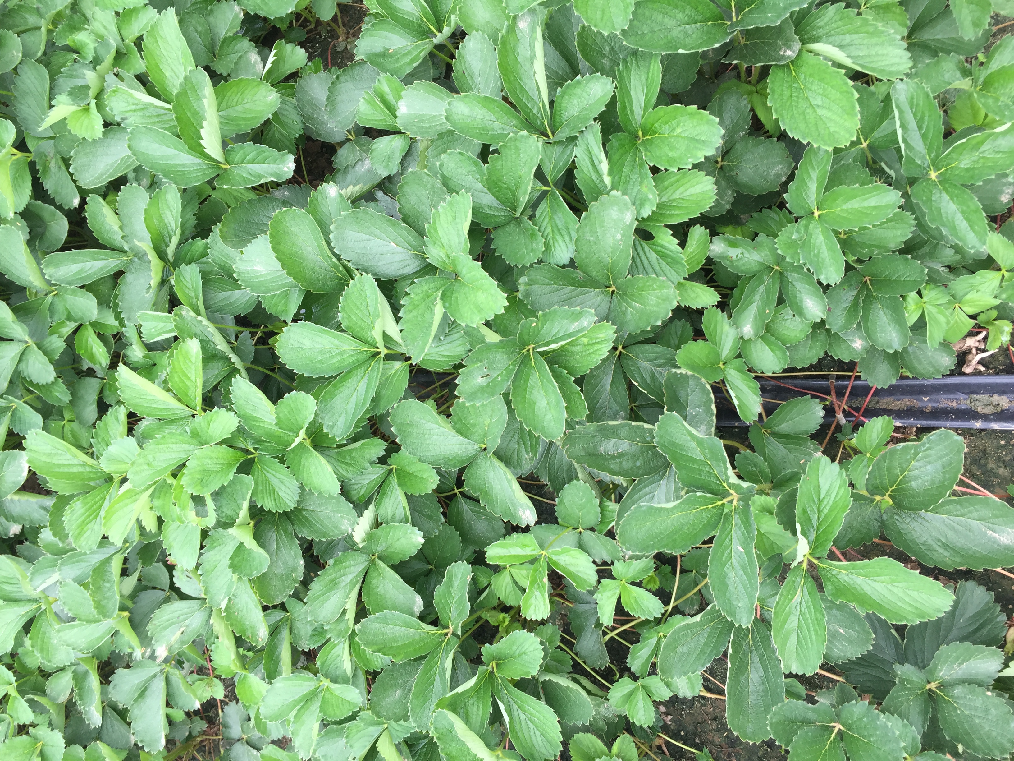 麦特莱草莓苗哪里便宜麦特莱草莓苗批发基地