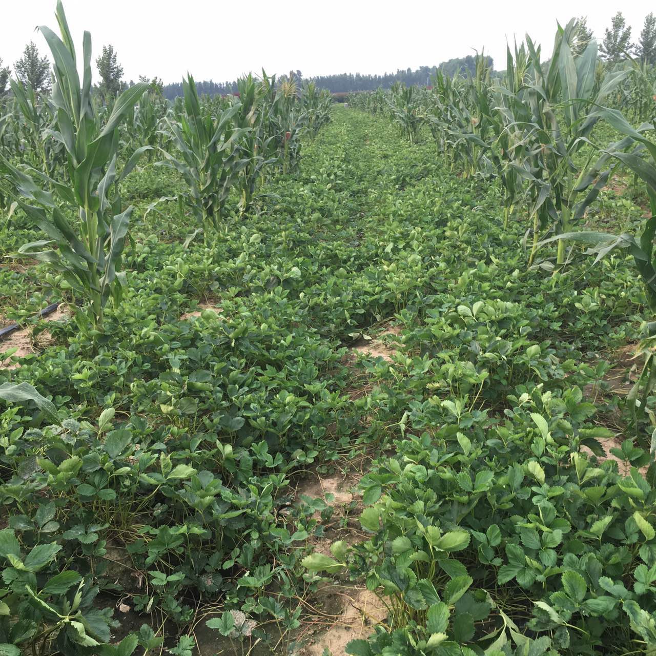山東溫室草莓苗、溫室草莓苗新品種研發