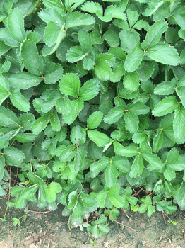 燕香草莓苗栽培与种植技术燕香草莓苗主产地