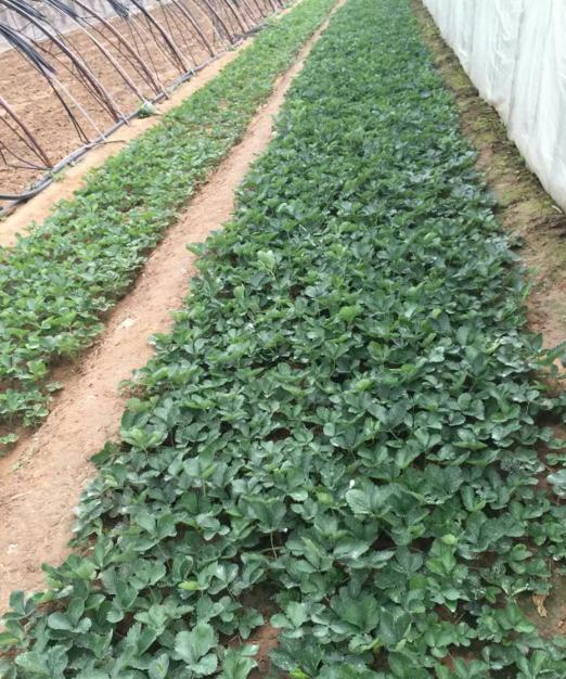 山東溫室草莓苗、溫室草莓苗新品種研發