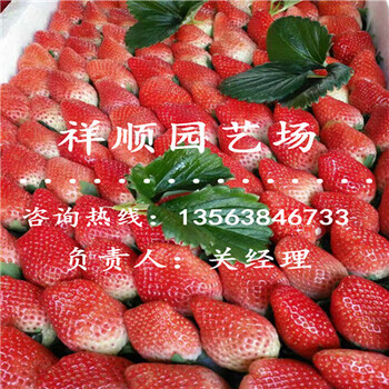 的大棚草莓苗多少錢一斤