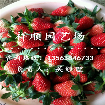价格合理的温室大棚草莓苗示范园