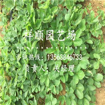 滿意的全草莓苗示范園