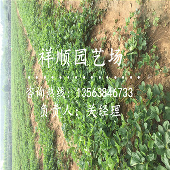 的太空2008草莓苗幾月份結(jié)果