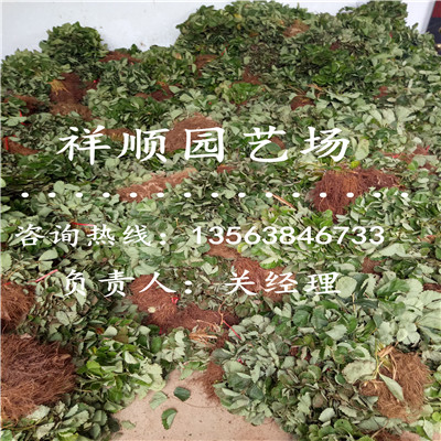 代理宁玉草莓苗什么时候种植成活率高