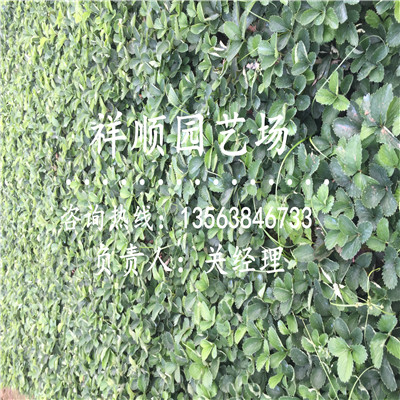 满意的奶油草莓苗主要种植产区