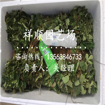 可信赖的枥女草莓苗新品种研发