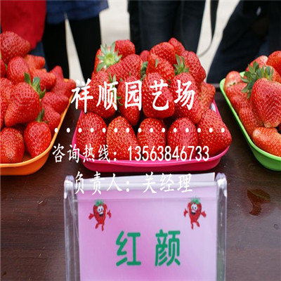 宁玉草莓苗种植