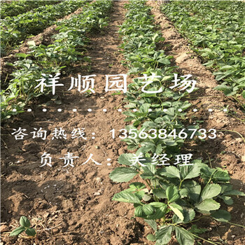 的章姬草莓苗供應(yīng)廠家