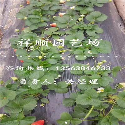 可靠的京藏草莓苗种植及时间