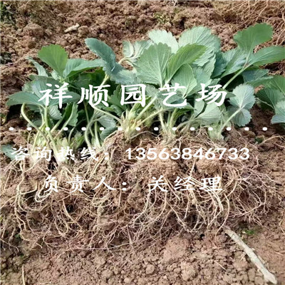 哪里出售宁玉草莓苗什么时候种植成活率高