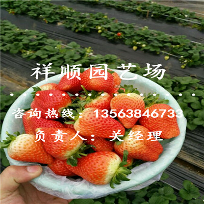 口碑好的京藏草莓苗产地在那里