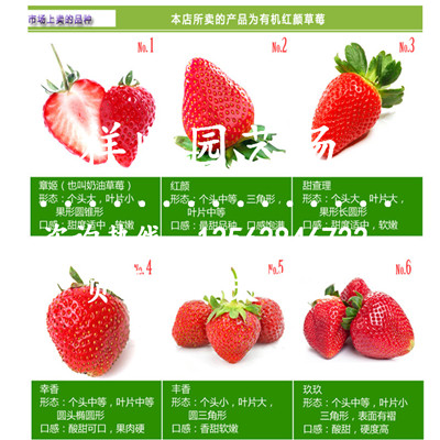 可信賴的幸之花草莓苗主要種植產(chǎn)區(qū)