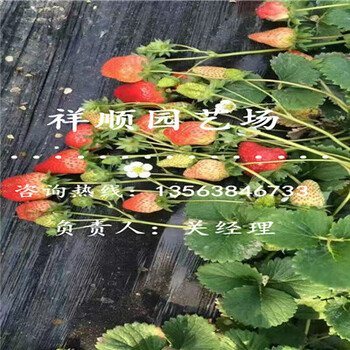 我想买温室大棚草莓苗供应厂家