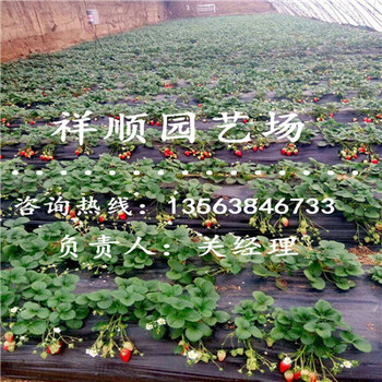 優(yōu)惠的牛奶草莓苗出土價(jià)格
