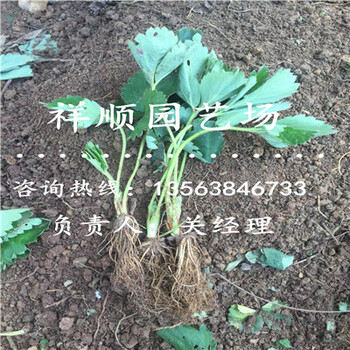 滿意的美十三草莓苗哪家好