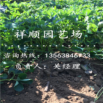 哪里有美十三草莓苗口感怎么樣