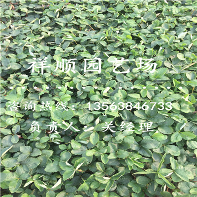 新品種京藏草莓苗小苗育苗