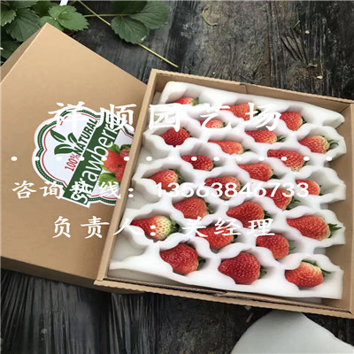 山东新品种草莓苗几月份种植好