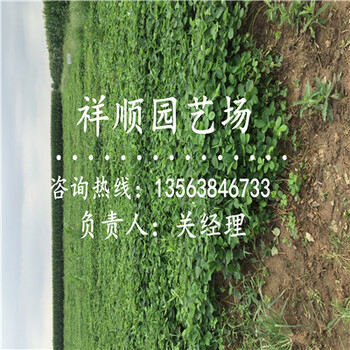 滿意的美十三草莓苗多少錢一斤