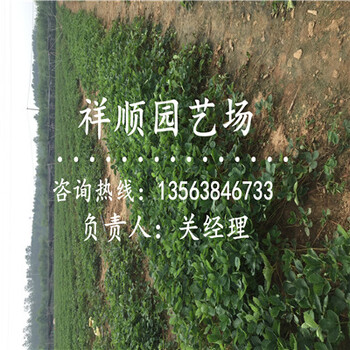 的櫪女草莓苗畝產(chǎn)量